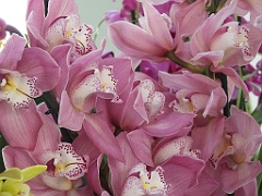 orchidsNL (7)